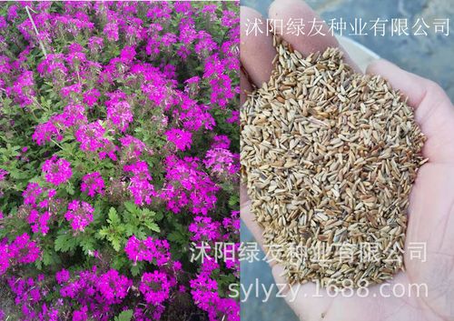 花卉园艺种子批发?花卉园艺种子批发市场在哪!