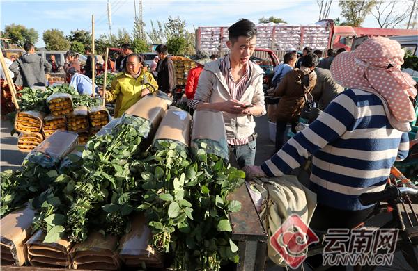 晋宁双河花卉?晋宁双河花卉市场地址!