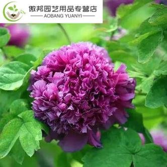 花卉花苗批发厂家?花卉花苗批发厂家电话!