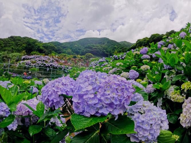 台湾代表花卉?!