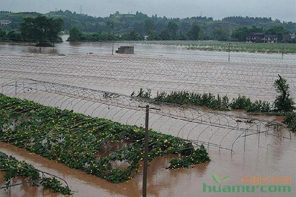 农业花卉大棚?农业花卉大棚被洪水淹了政府有补助!