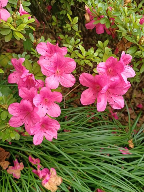 夏娟花卉?夏娟花图片!