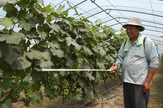 花卉尿素叶面喷施?花卉尿素叶面喷施使用方法!