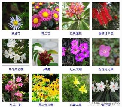 秋冬花卉首选它?秋冬花卉首选它是什么花!