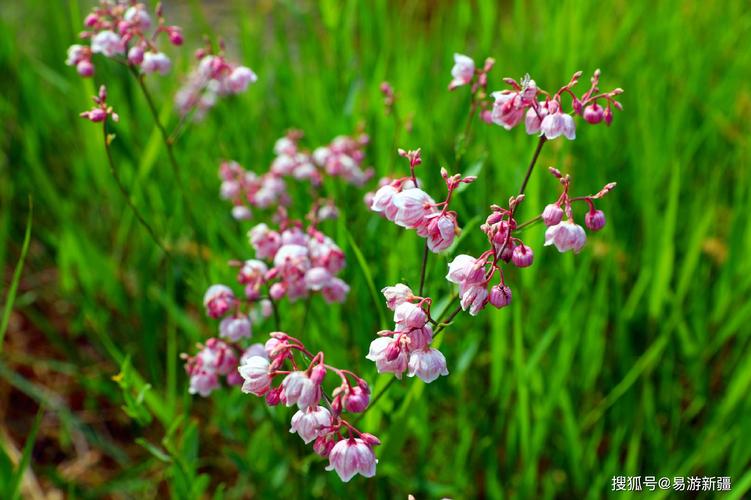 新疆代表花卉?新疆代表花卉是什么!