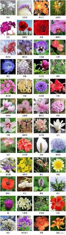 花卉查询app?看图识花卉查询!