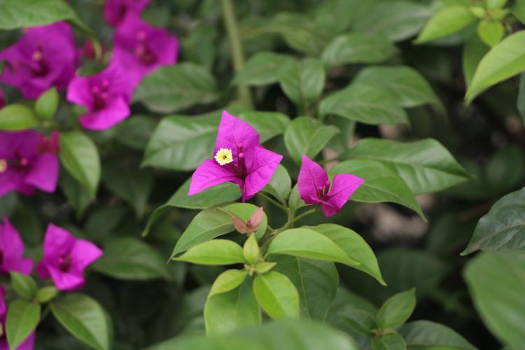 花叶不同放花卉?花叶不同放花卉会怎么样!