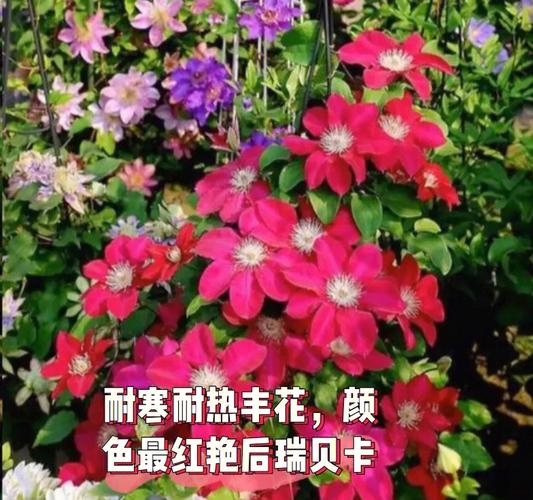 耐热型花卉?耐热性花卉!