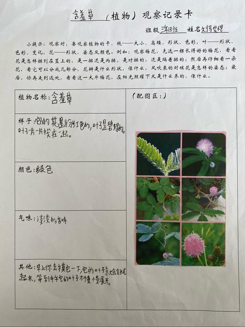 种植花卉实践作业?种植花卉实践作业怎么写!