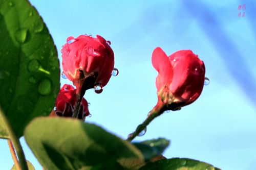 花蕊花圃花卉海棠?海棠花花蕊怎么是什么样的!