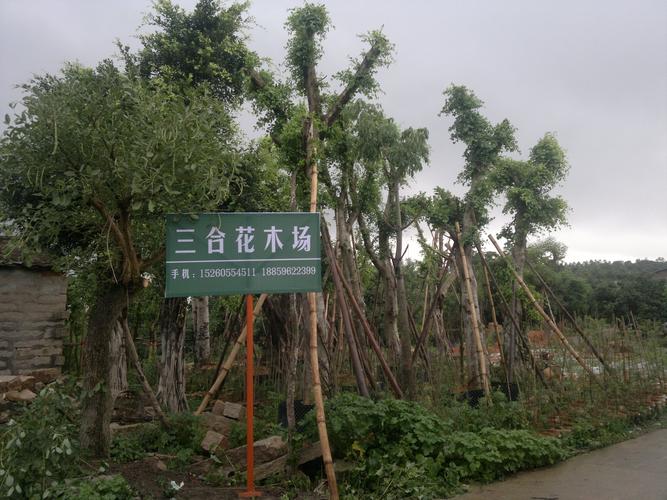 漳浦花卉种植市场?漳浦花卉种植市场在哪里!