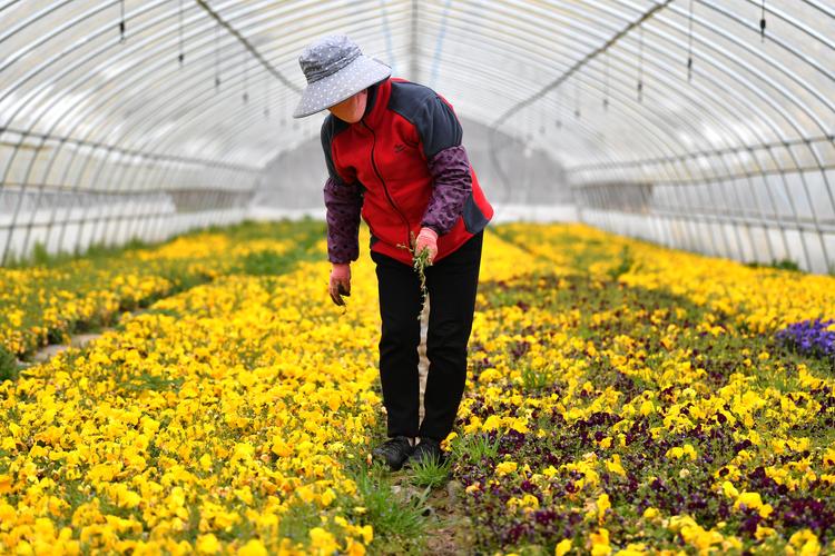 西安花卉基地招聘?西安花卉基地招聘信息!