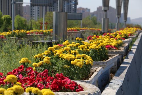 种植节日花卉?种植节日花卉图片!