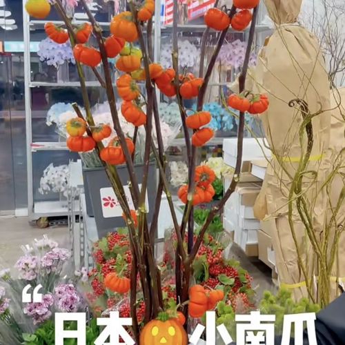 小南瓜花卉?小南瓜花卉怎么养!