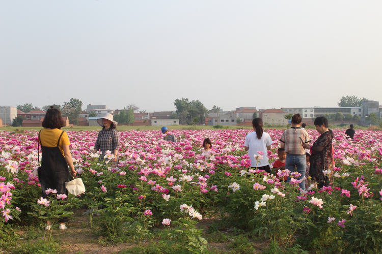 项城花卉市场?项城花卉市场在哪!