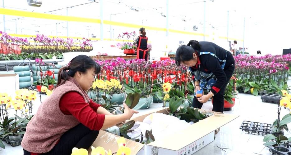 东营钻井花卉?东营钻井花卉市场在哪!