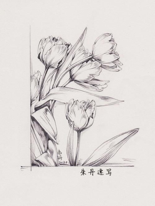 花卉素描手绘?花卉素描手绘教程!