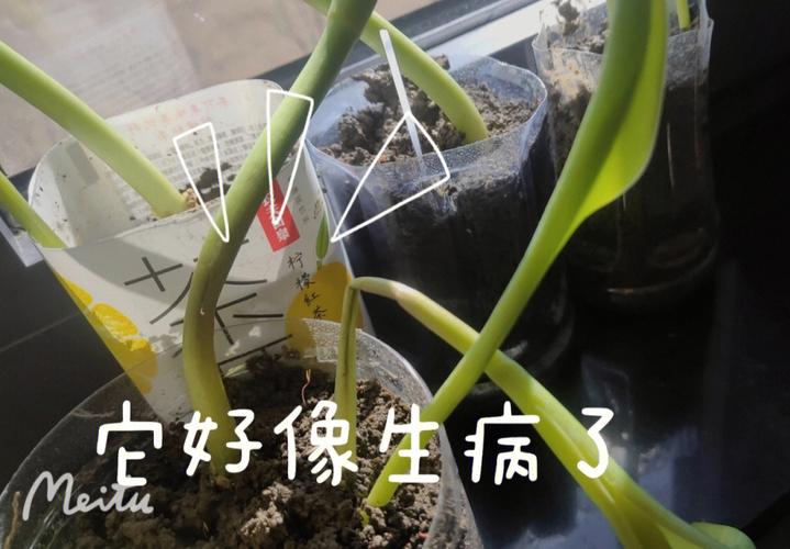 花卉生病了咋办?花卉生病了咋办啊!