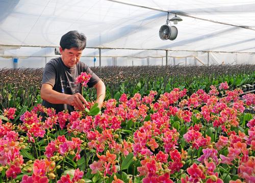 花卉产业品牌?花卉产业品牌建设的重要性!