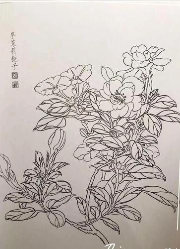 白描作品花卉?白描花卉高清图片!