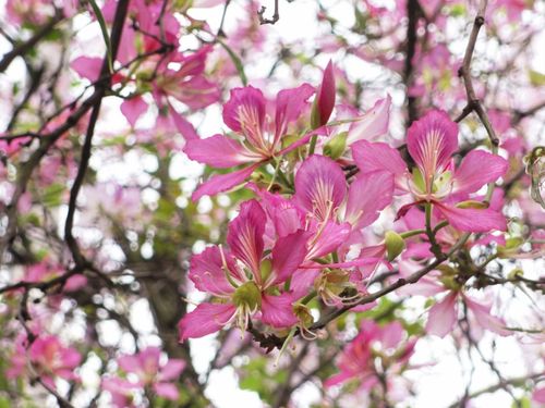 花卉情时?花卉商情!