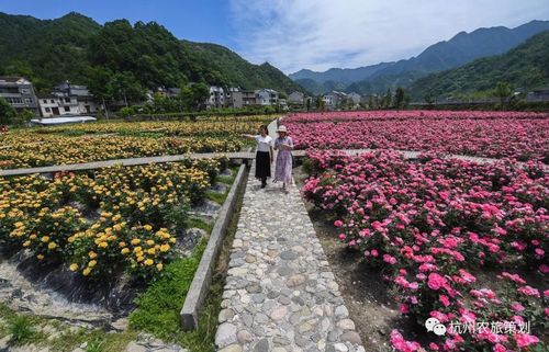 临安花卉基地?临安花卉基地在哪里!