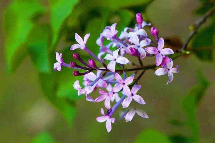 花卉古代雅称?花卉古代雅称有哪些!