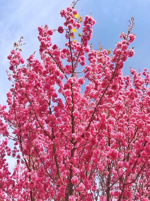 不同花卉媚春风?!