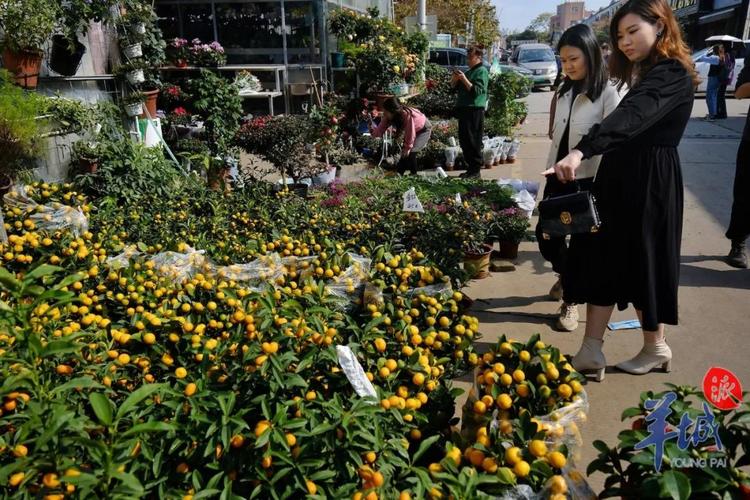 广州花卉上市?广州花卉上市公司排名!