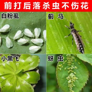 花卉白虱?花卉白虱子用什么药最好!