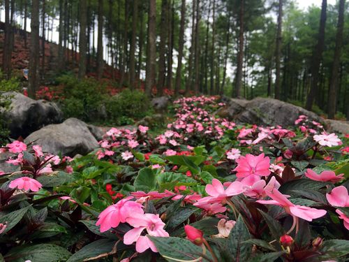 名胜花卉基地?名胜花卉基地在哪里!