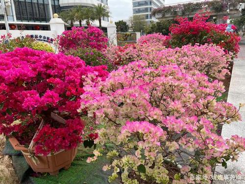 夏门小区花卉?夏门小区花卉市场在哪!