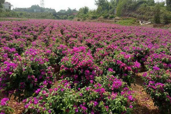 贵阳花卉价格?贵阳花卉价格查询!