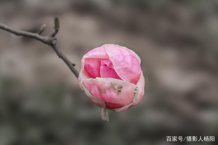 肥西花卉图片?肥西花卉图片大全大图!