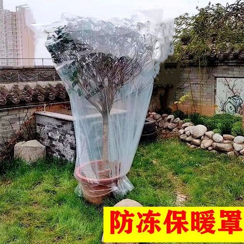 花卉保温方法?冬季花卉保温方法!