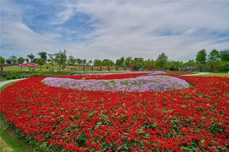 花海景观花卉?花海景观花卉图片!