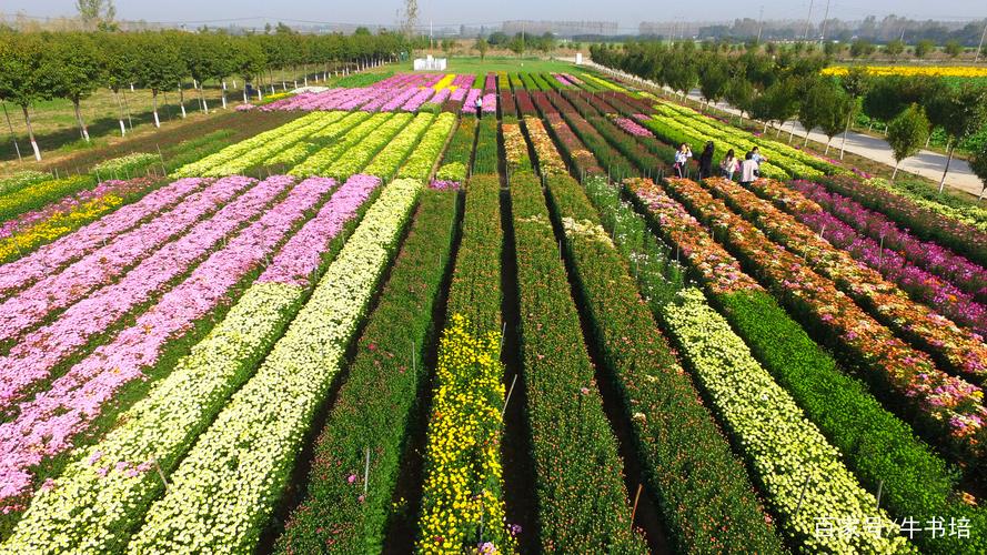 新乡花卉种植基地?新乡花卉种植基地在哪里!