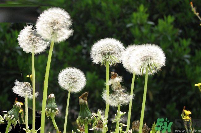 花卉毯兰?花生和蒲公英可以一起吃吗!