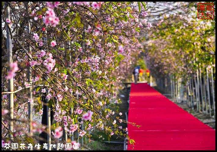 郑州枝芬花卉?!