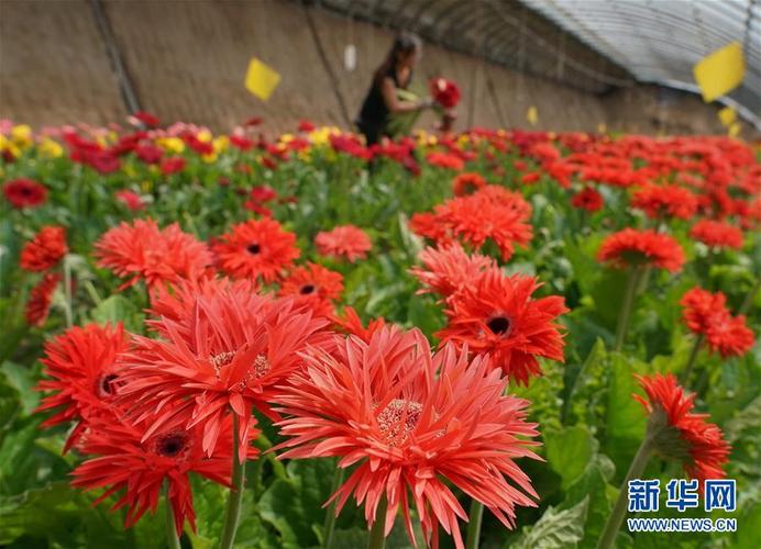 河南种植花卉新闻?河南种植花卉新闻报道!