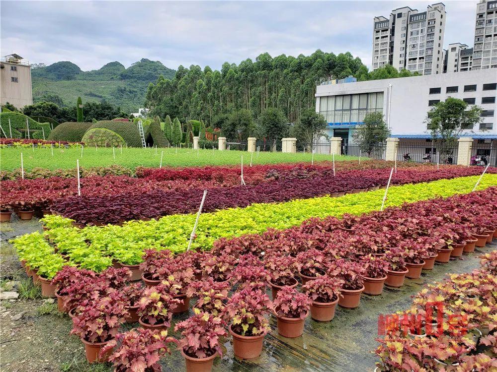 柳州花卉种植基地?柳州花卉种植基地在哪!