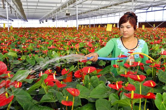 临沂河东花卉?临沂河东花卉市场在哪个位置!