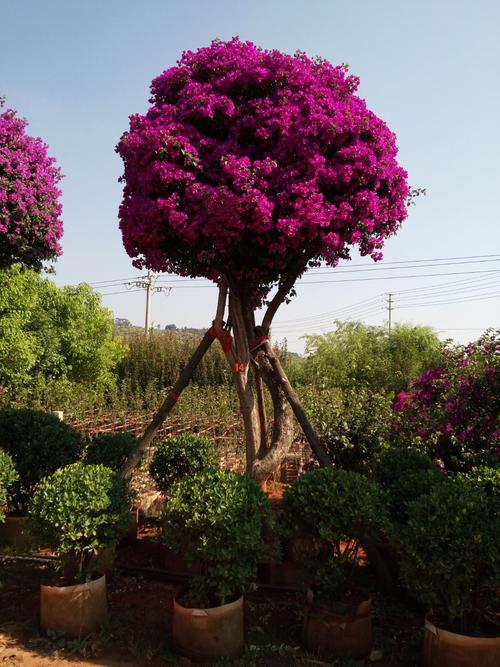 宜良花卉种植基地?宜良花卉种植基地位置!