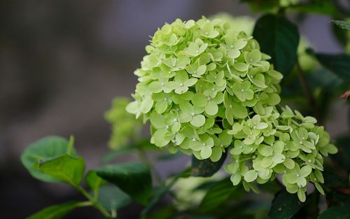 绿色花卉品种大全?绿色花卉品种大全图片!